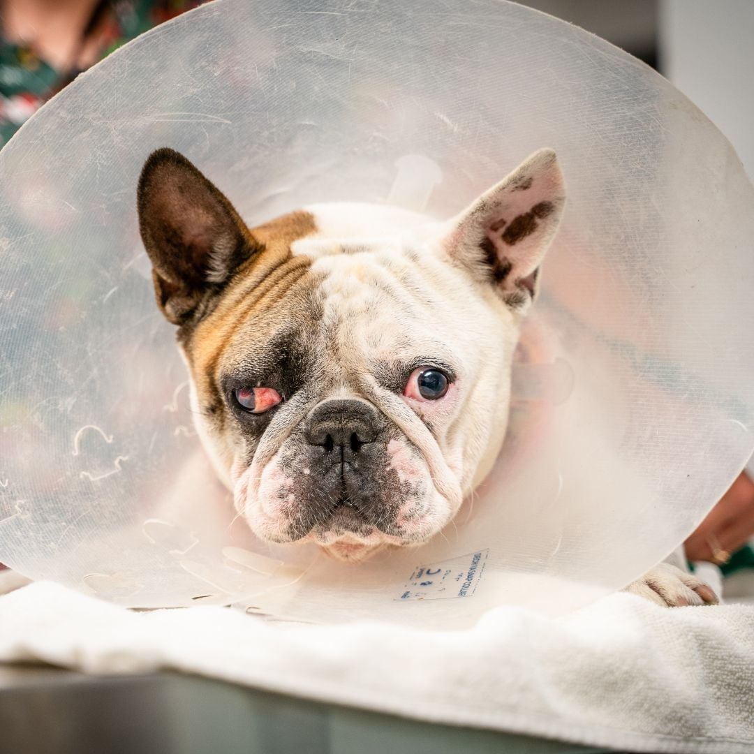 Introducing Our New Brachycephalic Care Unit (BCU) at VSS Jindalee Introducing Our New Brachycephalic Care Unit (BCU) at VSS Jindalee